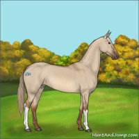 Horse Color:Red Dun 