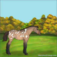 Horse Color:Bay Dun Appaloosa