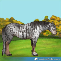 Horse Color:Liver Chestnut  and Gray Liver Chestnut 