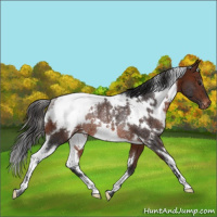 Horse Color:White Spotted Brown Appaloosa Rabicano