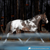 Horse Color:White Spotted Brown Appaloosa Rabicano 
