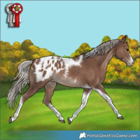 Horse Color:Silver Black Tobiano Appaloosa 