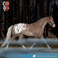 Horse Color:Silver Black Tobiano Appaloosa 