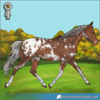 Horse Color:White Spotted Silver Brown Tobiano Appaloosa Rabicano 