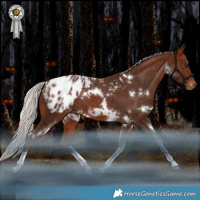 Horse Color:White Spotted Silver Brown Tobiano Blanket Rabicano 