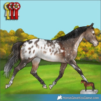 Horse Color:White Spotted Brown Dun Tobiano Appaloosa Rabicano 