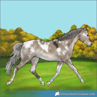 Horse Color:White Spotted Silver Brown Dun Tobiano