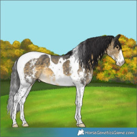 Horse Color:Buckskin Sabino Tobiano