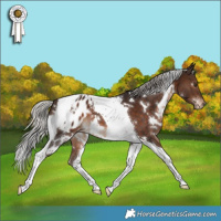 Horse Color:White Spotted Silver Brown Tobiano Appaloosa
