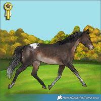 Horse Color:Brown Tobiano Snowcap Rabicano 