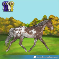 Horse Color:White Spotted Silver Black Appaloosa Rabicano 