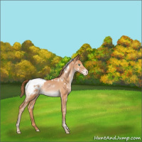 Horse Color:White Spotted Brown Pearl Appaloosa 