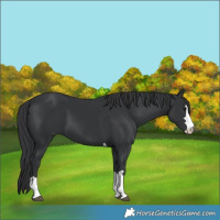 Horse Color:Black 