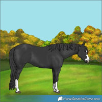 Horse Color:Black 
