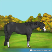 Horse Color:Black 