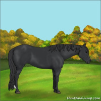 Horse Color:Black 