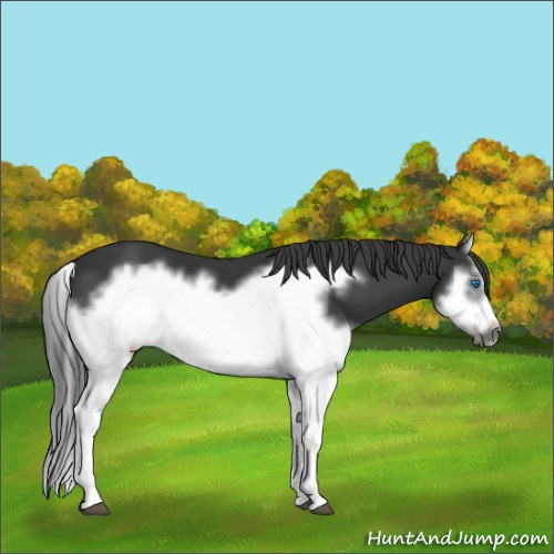 Horse Color:Black Splash Frame 