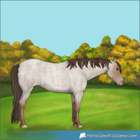Horse Color:Classic Champagne Roan 