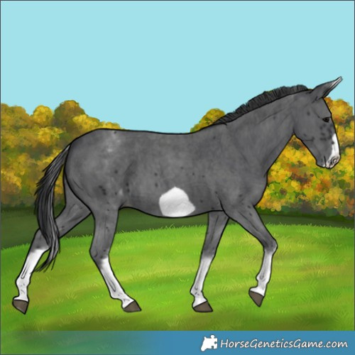 Horse Color:White Spotted Black Sabino Frame 