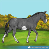 Horse Color:White Spotted Black Sabino Frame