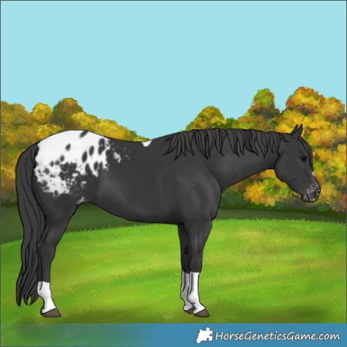 Horse Color:Black Tobiano Appaloosa 