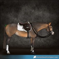 Horse Color:Buckskin 