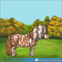 Horse Color:Chestnut Appaloosa