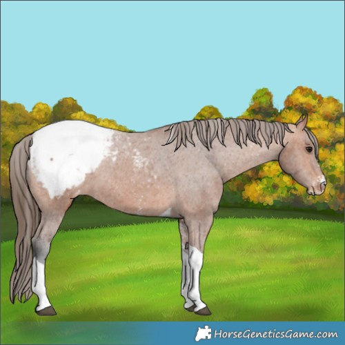 Horse Color:Bay Sabino Tobiano Appaloosa Rabicano 