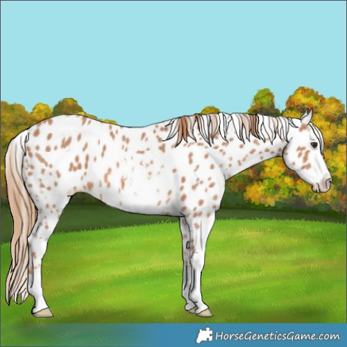Horse Color:Chestnut Sabino Appaloosa 