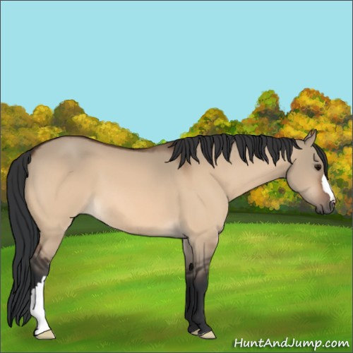 Horse Color:Bay Dun 