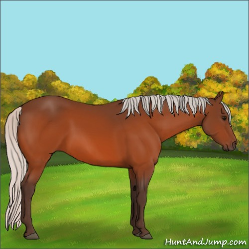 Horse Color:Silver Bay 