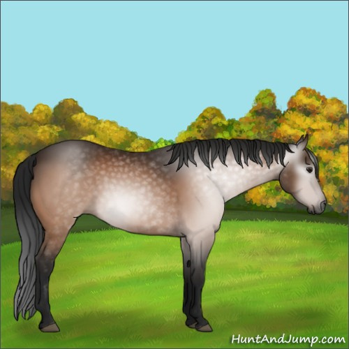 Horse Color:Gray Brown