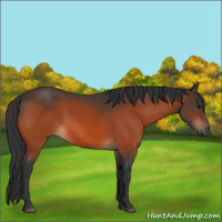 Horse Color:Brown 