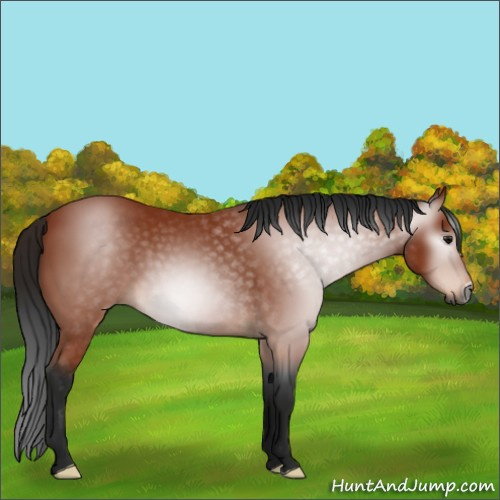 Horse Color:Gray Bay