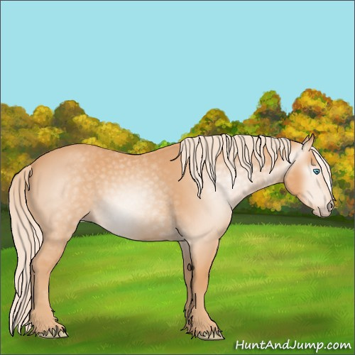 Horse Color:Gray Cremello