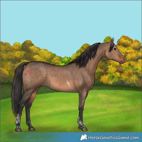 Horse Color:Brown Dun Tobiano 