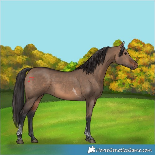 Horse Color:Brown Dun Tobiano 