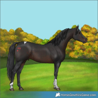 Horse Color:Brown Tobiano