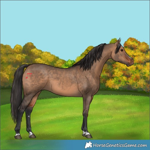 Horse Color:Bay Dun 