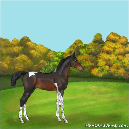 Horse Color:Brown Tobiano 