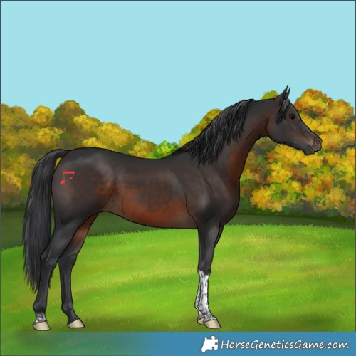 Horse Color:Brown Tobiano 