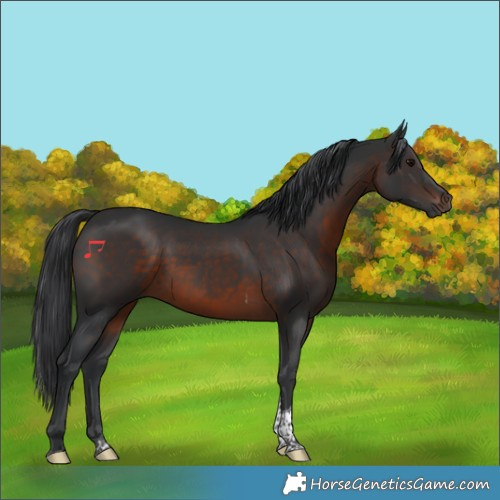 Horse Color:Brown Tobiano 