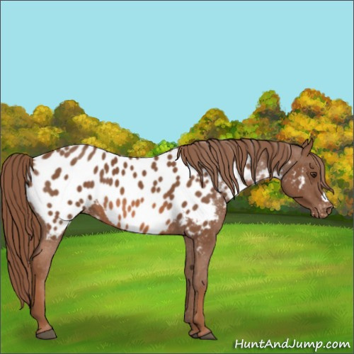 Horse Color:Chestnut Appaloosa