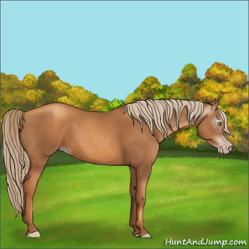 Horse Color:Gray Gold Champagne