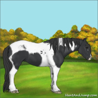 Horse Color:Black Tobiano 