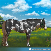 Horse Color:White Spotted Liver Chestnut 