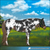 Horse Color:White Spotted Liver Chestnut 