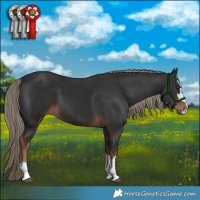 Horse Color:Liver Chestnut