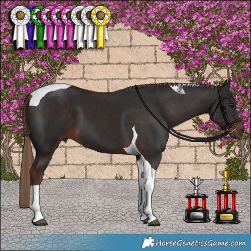 Horse Color:Liver Chestnut Tobiano 