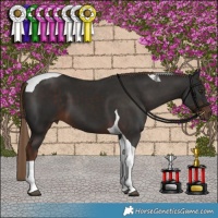 Horse Color:Liver Chestnut Tobiano 